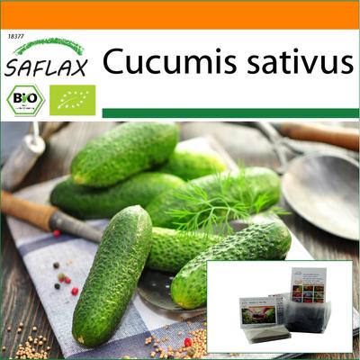 Giardino in Busta - Biologico - Cetriolo - Vorgebirgstraube - 15 semi - Con substrato in una busta autoportante adatta - Cucumis sativus