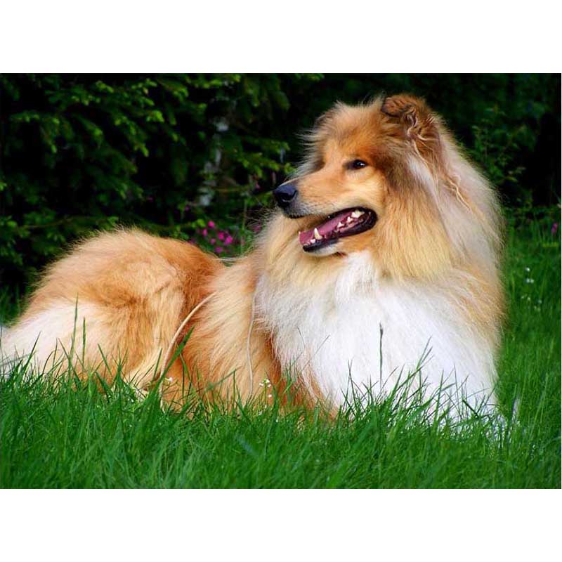 Dog DIY 5D Diamond Painting Dog Full Round Rhinestones Animal Diamond Embroidery Cross Stitch Kit Handmade Gift Home Decor