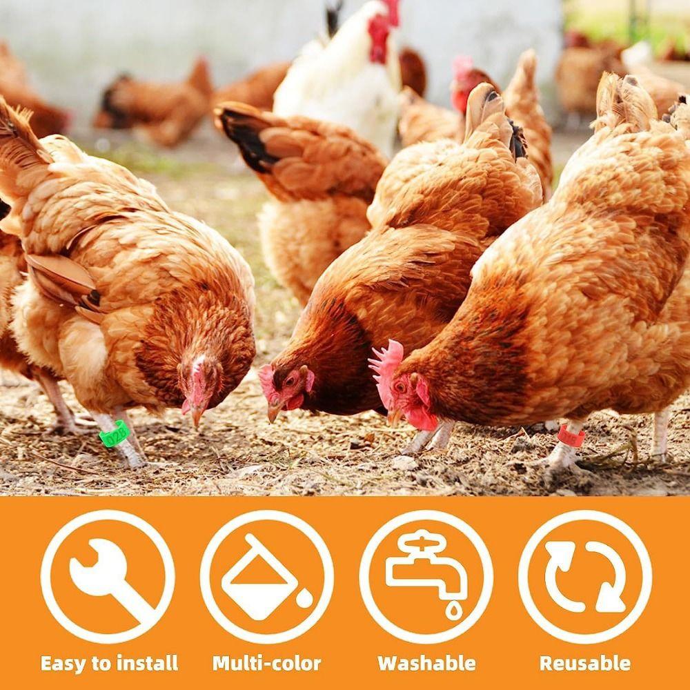 100pcs Portable Poultry Ankle Bands Mixed Colour Band Foot Ring  Poultry Accessories