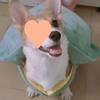 Pet Turtle Shell Vest for Small Dogs: Perfect for Yorkies, Corgis, Teddies, Bichons, French Bulldogs, and Pomeranians.