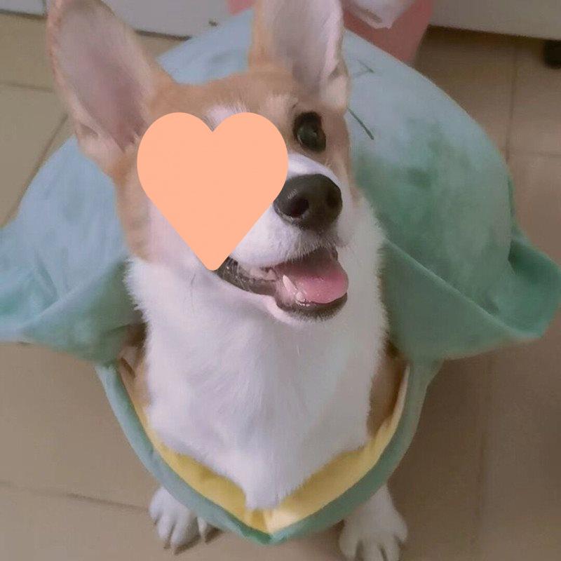 Pet Turtle Shell Vest for Small Dogs: Perfect for Yorkies, Corgis, Teddies, Bichons, French Bulldogs, and Pomeranians.