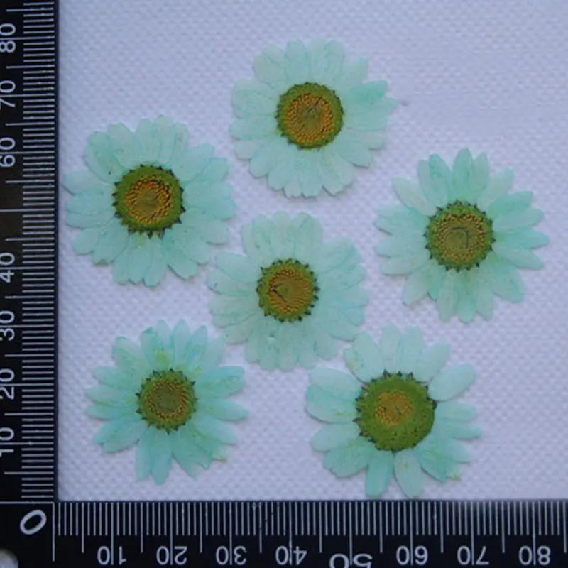 Pressed Flowers for Home Decoration, White Chrysanthemum, Bulk Packing, 1000PCs
