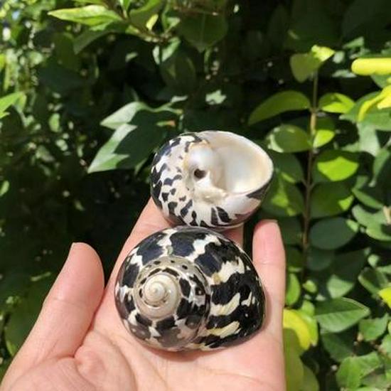 Eremitkräfta Ersättning & Snäcka Naturliga Snäckskal för Akvariumdekor