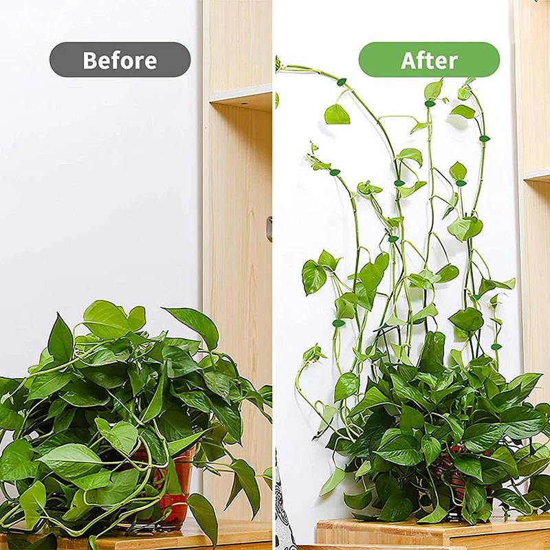 10-30pcs Plant Climbing Wall Fixture Clips Invisible Plant Clips Self-Adhesive Hook Vine Traction Plant Clips Home Garden Decor