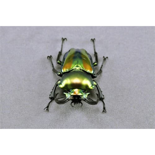 BACALYSO | Nirvana Rainbow Stag Beetle Figure, Lucanidae, 7.3cm, Includes Box, Refrigerator Attachment, Magnetic Ornament, Realistic Adult, Illustrate