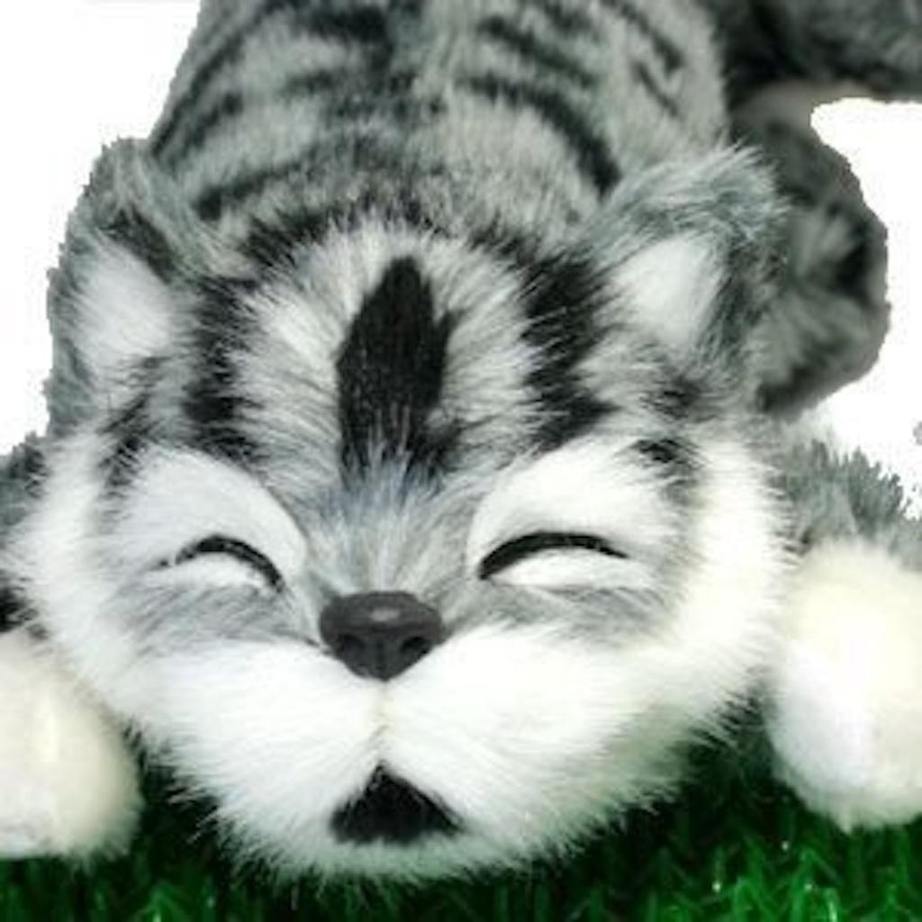 SPACERAIL Laughing Gray Cat,