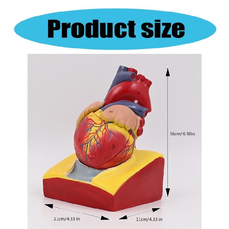 Modello Cuore Umano Modello Anatomico Cuore Umano Facile da Usare Ausilio Didattico Medico Numero Modello Cuore Medico