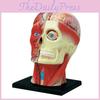 Omfattande 4D Mänsklig Huvudskalle Hjärna Modell För Förbättrad Medicinsk Vetenskapsutbildning