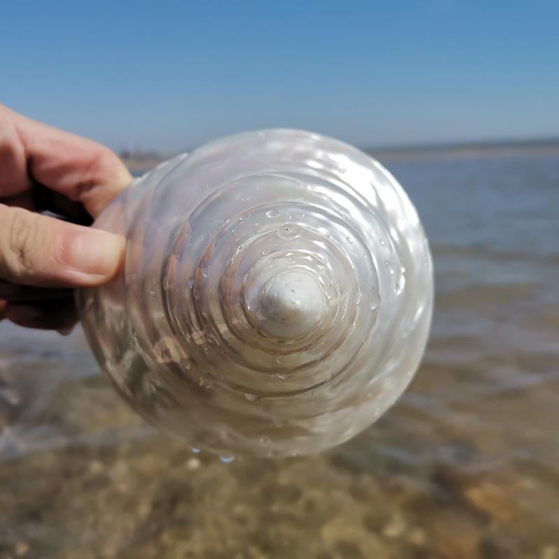 Large Conch Seashell Ornament for Wall Decor, Aquarium Aquascaping, and Sea Sound Collection
