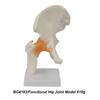 Medical teaching tools Skeleton PVC model Student teaching equipment Knee joint model Skin Model Vertebral model