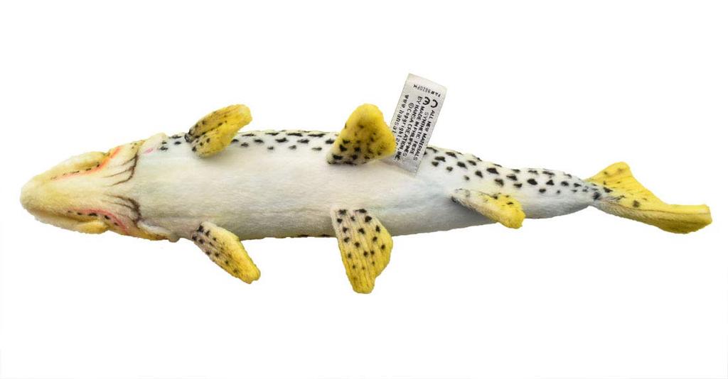 Rainbow trout No. 6047