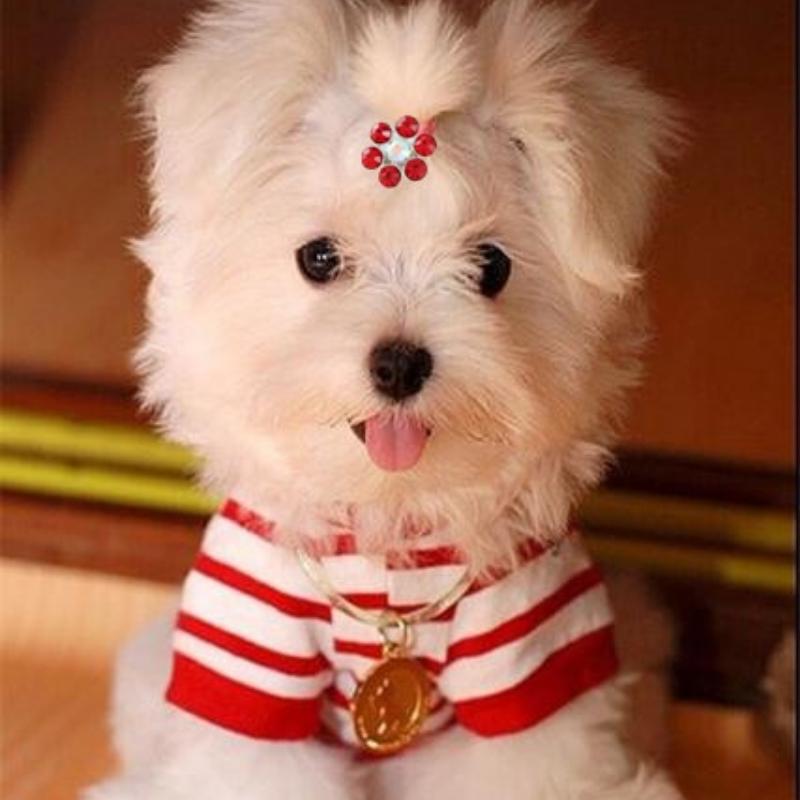 2pcs Dog Hairpin Pet Accessories Puppy Headgear Mini Hairpin Teddy Clip