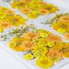 Colorful Real Dry Herbs Set Assorted Dried Flower Bundle Pressed Flower for Creative Scrapbook and Decors