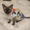 Cute Sphynx Cat Shirt Vest for Cats Gotas Summer Breathable Pet Clothes Clohting Katten Kedi mascotas Costume Dog Suit ropa para