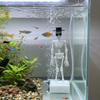 Ornamenti per Acquario Teschio Danzante Stampati in 3D Scheletro Dinamico Aeratore Appassionati di Acquari