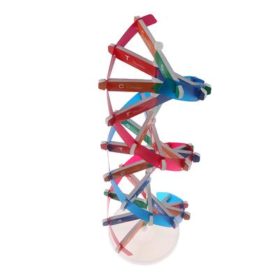 Menschliche Gene DNA Modelle Doppelhelix Wissenschaft Spielzeug Lehren Lernen Bildung Spielzeug