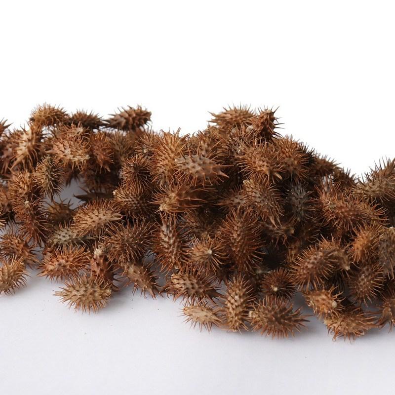 Donguihanjae Roasted Dokkomari Changja, 500g, 1 piece