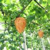 Waterproof Hornet Fly Catcher Insect Trap Hanging Wasp Nest Hornets Lantern Folding Bee Repellent Traps for Outdoor Patio Garden