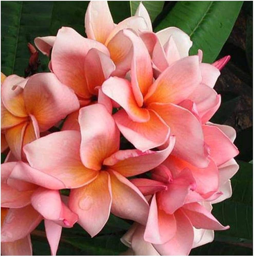 5 PLUMERIA SEEDS -FRANGIPANI - Pomelia Variety "Salmon Pink" -FRESH SEEDS