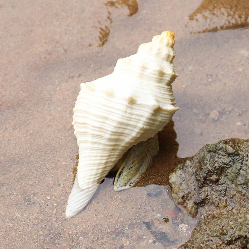 Oenux Ocean Animals Simulation Hermit Crab Nautiloidea Octopus Sea Life Model Figurines Action Figures Collection Kids Toy Gift