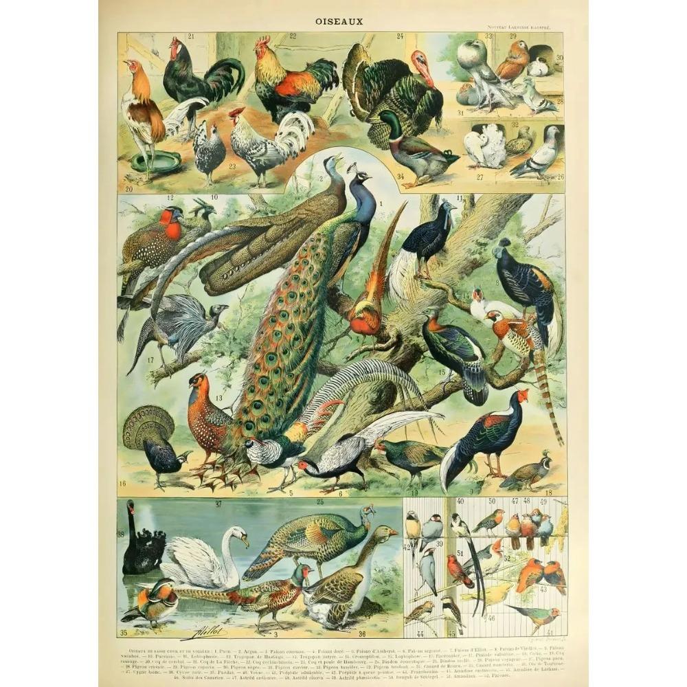 Arte Murale Classica Vintage Piante Fungo Fiore Medicinale Insetto Farfalla Verdura Zucca Carota Tela Poster ad Olio e Stampe