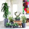 4 Pieces Garden Trellis Rust Free Vine Plant Metal Support Wire Plants Climbing Holder Rack for Garden Stem Stalks Vines