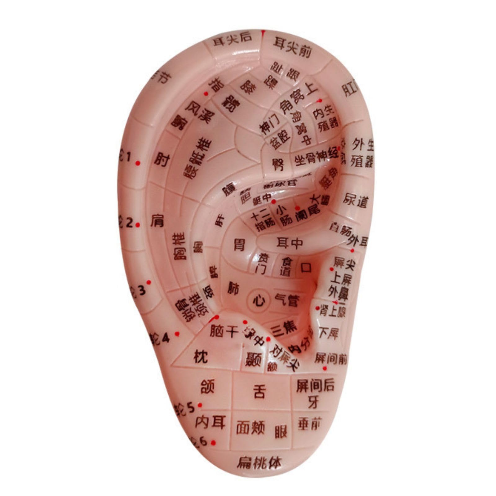 

модель уха мамоты точка акупунктуры уха модель акупунктуры уха ювелирные изделия для акупунктуры уха аурикулярная диаграмма акупунктура уха акупунктура хиропрактика ухо