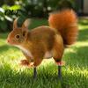 Decorative Yard Stakes for Home Realistic Squirrel Garden Stake, 2D Flat Acrylic Art Stake Cute Ornament Outdoor Lawn Patio Pathway Decoration Natural
