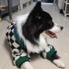 Dog Winter Plaid Large Dog Fleece Golden Retriever Labrador Golden Retriever Handsome Thickened Warm Lamb Fleece Edge Grazing