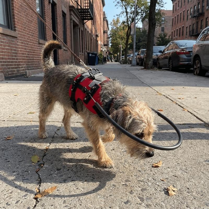 Reflektierender Blindenhund-Sicherheitsstoßfänger Atmungsaktiver Sicherheits-Antikollisionsring Bequemer verstellbarer Blindenhund-Führring