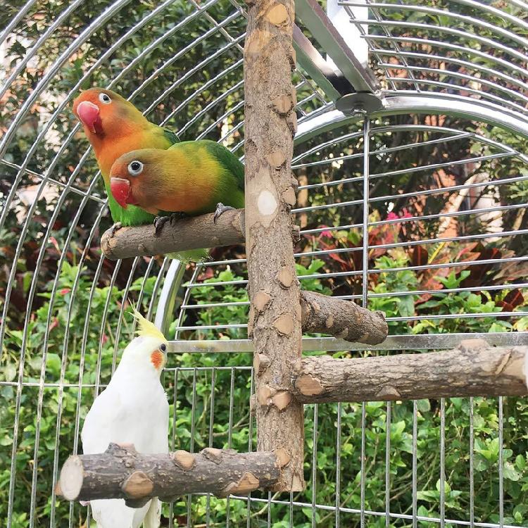 Bird Perch Set Natural Wood Stand Parakeet Toys Multi Branch Bird Cage Accessory