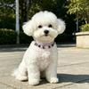 Adjustable Pet Collar With Pearl Decor Dogs Cats PU Leather Safety Neckband Stylish Accessory Daily Walks