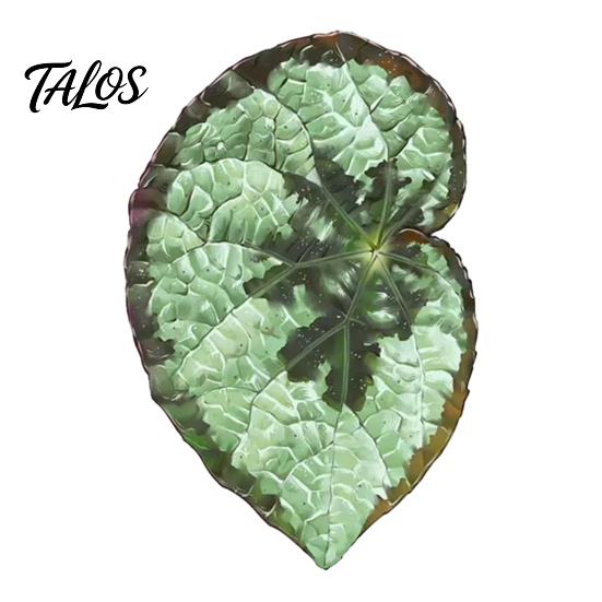 Botanical Fridge Magnets 3D Tropical Plants Refrigerator Magnet, Acrylic Green Decorative Plant Home Decor Memo Notes Photo Holder for Kitchen Office