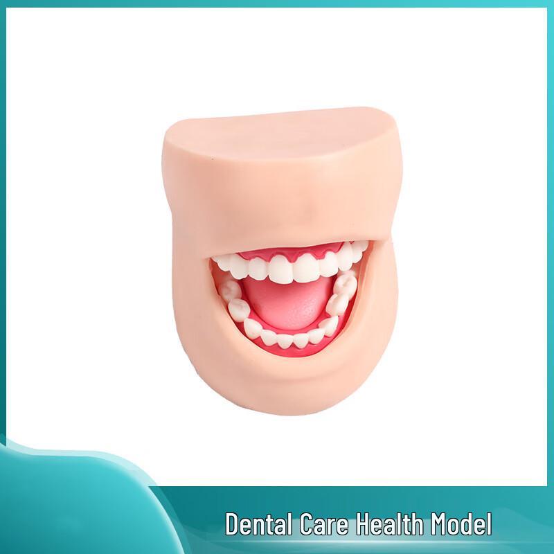 Human Oral Care Dental Training Model
