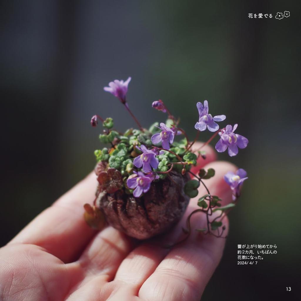 Enjoying a miniature bonsai pot on the Cute greenery at the tip of your finger balcony