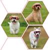 Cool Soft Frame UV Resistant Dog Goggles With Adjustable UV Protection Sunglasses For Dogs And Cats Dog Accessories New 2026
