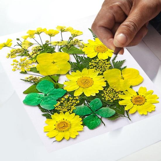 1 Set Dried Pressed Flowers Kit Colorful Natural Flowers DIY Art Crafts