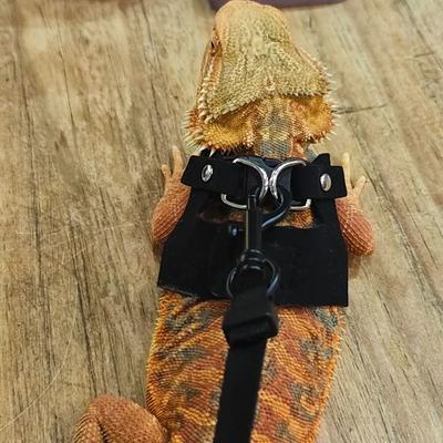 Köpek – Köpek Tasmaları ve Tasma Kayışları