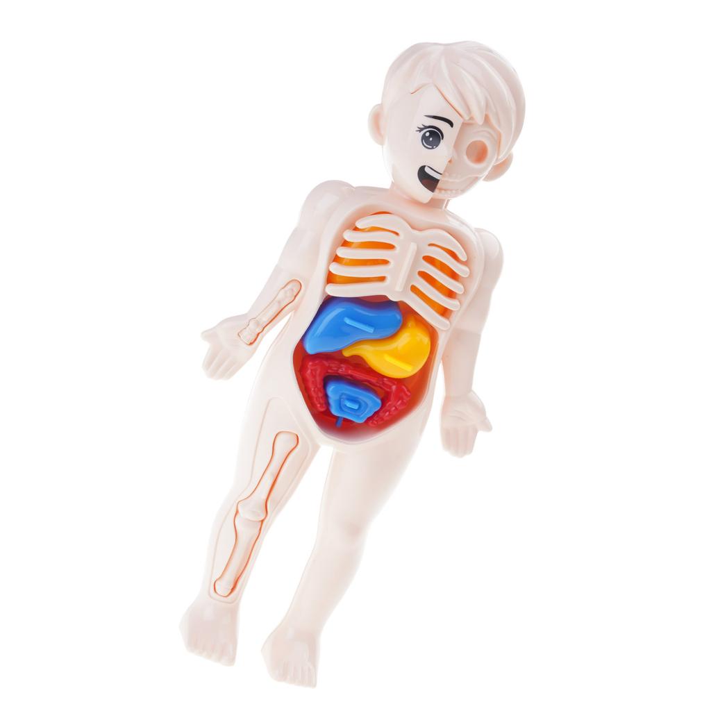 Kids Human Body Organ Assembly Science Learning Toy Hands On Anatomy Exploration STEM Educational Activity For Preschool