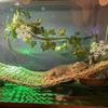 Rattan Reptile Vines Set Climbing Parts Easy To Install Reptile Habitat with Suction Cups Lizard Terrarium Decor Pet Supplies
