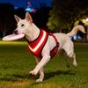 LED Dog Light-up Chest and Back Reflective Fabric Pet Chest and Back Outdoor Leash for Walking and Charging with Light-up Feature