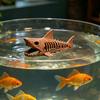 Hai-Skelett-Aquarium-Versteck, schwimmendes Betta-Versteck, 3D-gedruckte Garnelenhöhle für Garnelenbecken, Betta-Fisch-Nano-Aquarium-Dekoration
