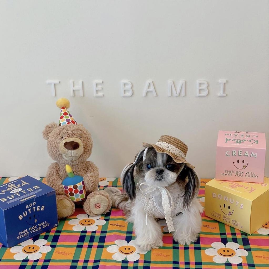 Katze Haustier Hund Hut Kleiner Hund Teddybär Sonnenschutzhut Ländlicher Stil Dekoration Foto Kopfschmuck Niedlicher Sonnenschirmhut Hunde Zubehör