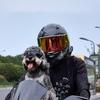 Hunde Sonnenbrille UV-Schutz Winddicht Hundeschutzbrille mit verstellbarem Riemen Outdoor für kleine, mittlere und große Hunderassen Anti-UV-Brille
