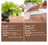 Succulent Planting Tool Set: Gardening Supplies & Bonsai Tools with Watering Can