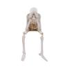 Halloween Resin Leg Hanging Skulls Decoration