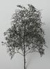 Woodland Scenics x KATO Natural Material Trees Black Dyed Railway Model Supplies 24-368