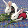 Prevent Escape Safety Protection Guinea Pig Rabbit Vest Bunny Leash Rabbit Leash Rabbit Harness