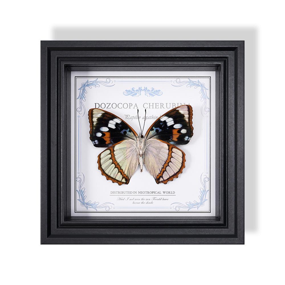 Wall-Mounted Butterfly Specimen Photo Frame: Home Decor & Gift for Valentine's Day, Qixi, Birthday, Couples & Insect Lovers