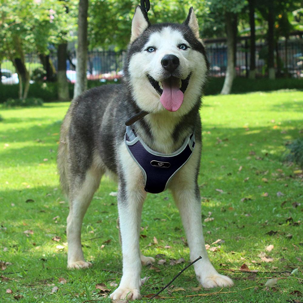 Astro Navy Blue Dog Training Harness For Walking, Size L